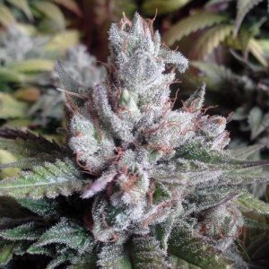 Alien OG feminized cannabis seeds