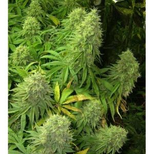 Big Bud Feminized