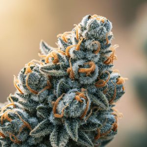 Regular Seeds