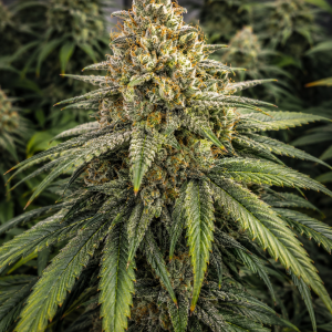 Boss Hogg x Super Skunk Feminized