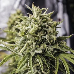 AutoFlower Seeds