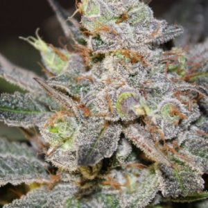 Candyland Feminized