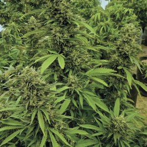 ChemDawg Feminized