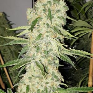 Critical Kush Feminized