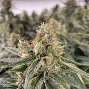 Diesel Feminized