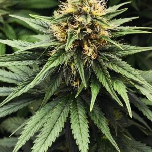 GG4 x RS11 Feminized