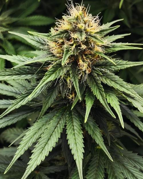 GG4 x RS11 Feminized