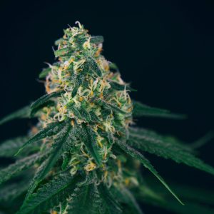 Green Crack Regular