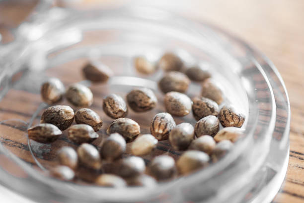 Premium cannabis seeds for collectors at Sproutly Farms