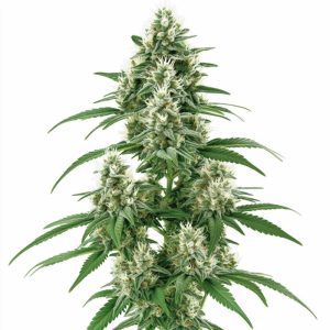 Skunk #1 Regular