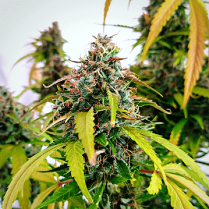 Strawberry Cough Feminized