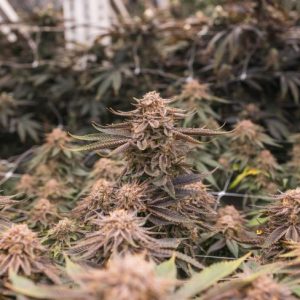 Feminized Seeds