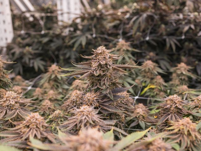 White Truffle Feminized