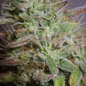 White Widow Feminized