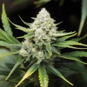 White Widow Regular