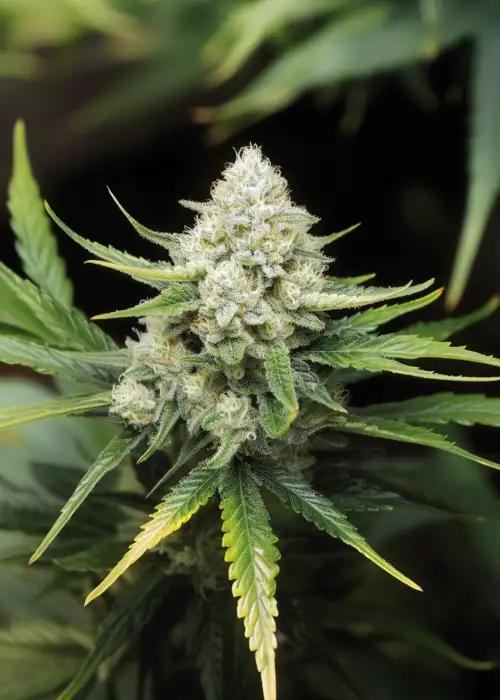 White Widow Regular